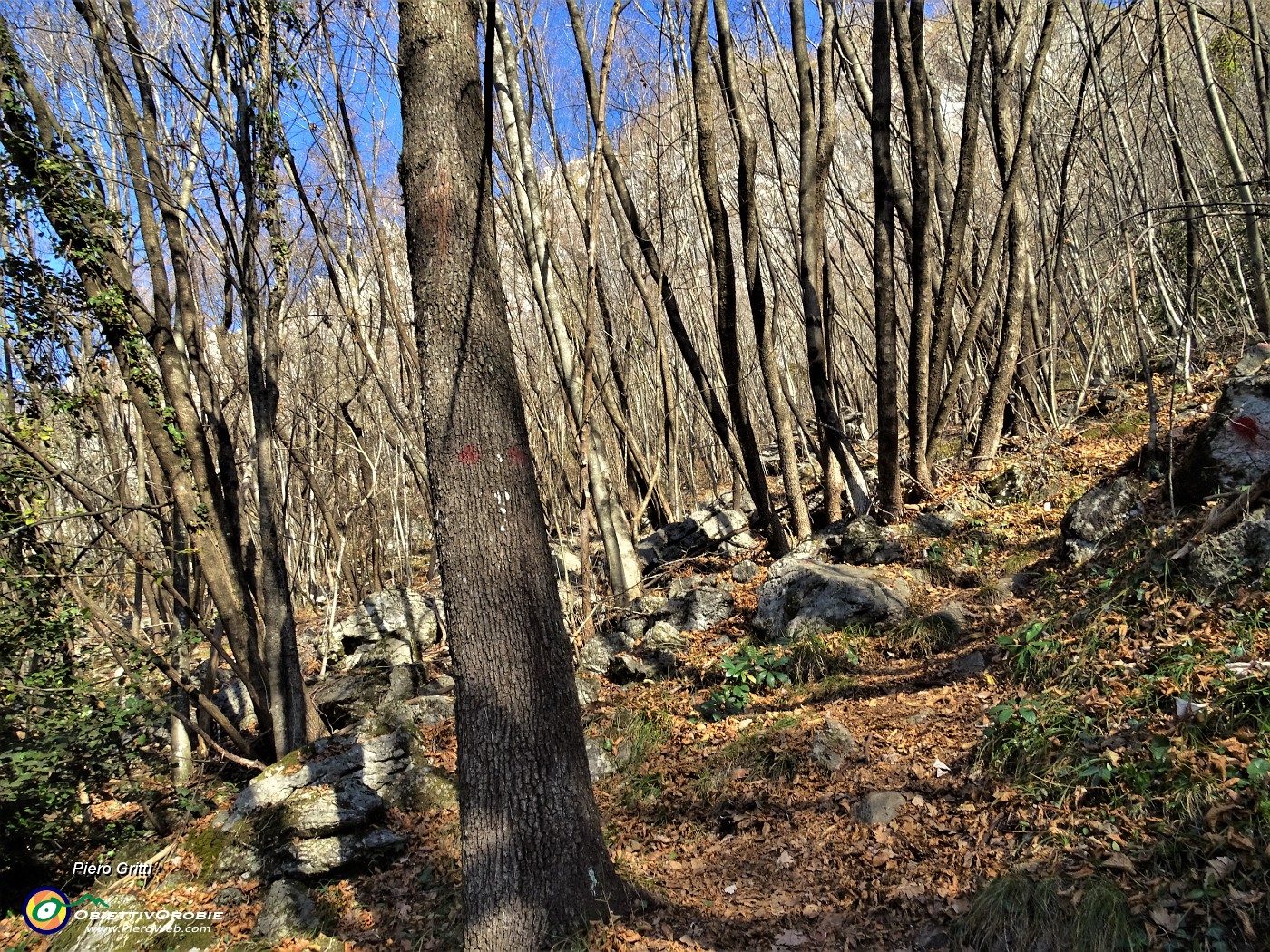 49 Nel bosco di alti carpini neri.JPG